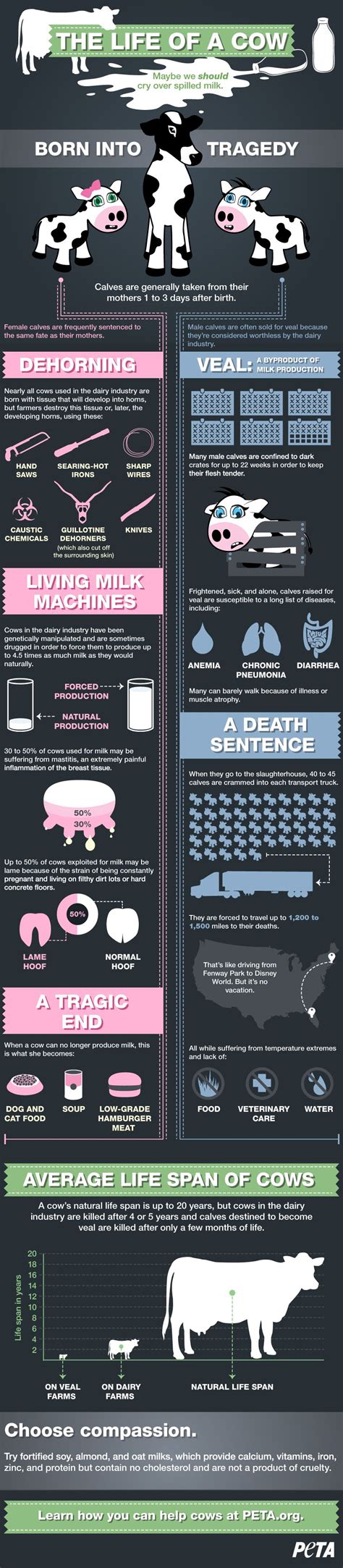 The Life Of A Cow Infographic This Explains Why Being A Vegetarian Isn T Enough