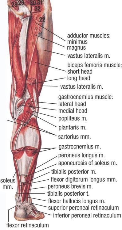 Leg Muscle Diagram Back Muscles Of Lower Extremity Posterior Deep