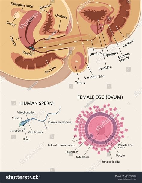 Sexual Intercourse Anatomy Images Stock Photos D Objects