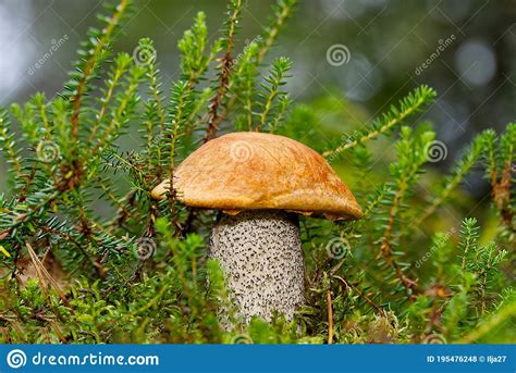 Edible Orange Cap Mushroom Growing In Green Moss Leccinum Aurantiacum