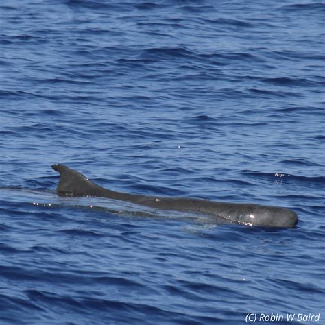 Species Dwarf Sperm Whale The Mammal Society