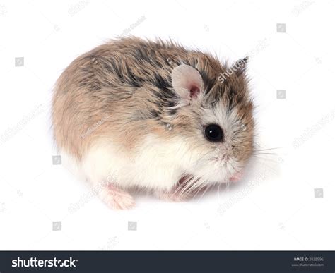 Photo De Stock Dwarf Roborovski Phodopus Roborovskii Hamster Isolated