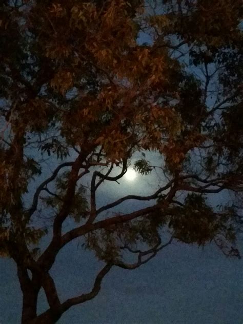 Moon Trees Thingsthatamazeme Image By Isabelcarrillo6