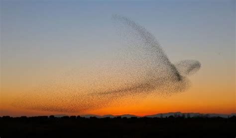 Stunning Scene Photographer Captures A Flock Of Birds In The Sky That