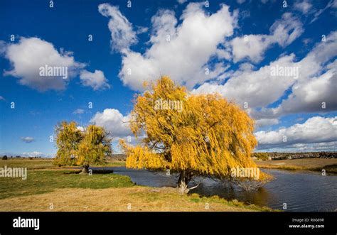 Weeping Willow Tree By A Lake Hi Res Stock Photography And Images Alamy