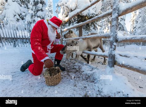 santa claus feeding reindeer ruka kuusamo northern ostrobothnia region lapland finland