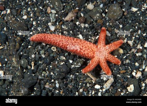 Starfish Leg Regenerating From Arm Hi Res Stock Photography And Images