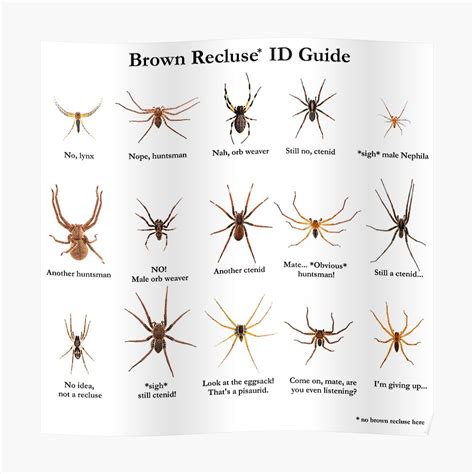 Spider Identification Brown Recluse Recluse Spider Images And Photos Hot Sex Picture