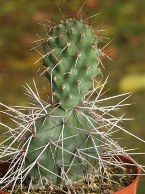 'prickly pear cactus' is a 17 letter phrase starting with p and ending with s. Opuntia sulphurea (Prickly Pear Cactus) | World of Succulents