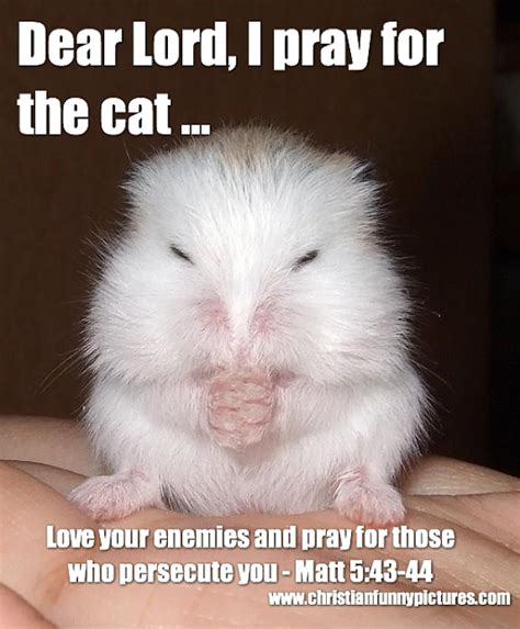 Knowing Jesus Christian Humor Animals Funny Pictures