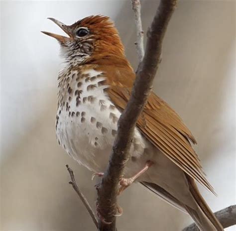 Wood Thrush Portrait By Lang Elliott Wood Thrushes Singing Beautiful