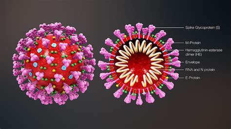 Coronavirus Sitografia