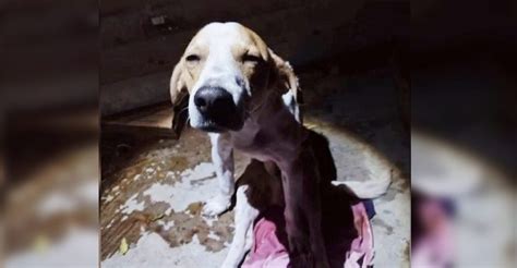 Fofinho Un Perro Que Recibió Cuatro Puñaladas Por Defender A Su Dueña