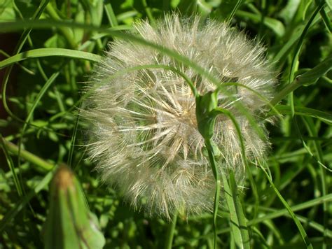 One Huge Dandelion Type Flower Officially Known As Salsify Its A Weed