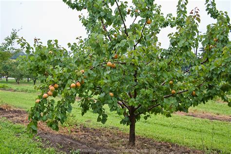 Apricot Trees With Ripe Fruit Greenfuse Photos Garden Farm And Food