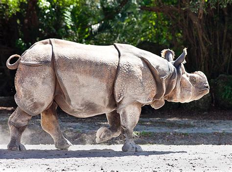 Rhinoceros Pictures Clashing Pride