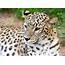 Persian Leopard Spotted In Hormozgan  Financial Tribune