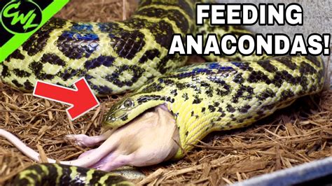 Feeding All My Anacondas Youtube
