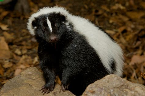 Striped Skunk Smithsonian Institution