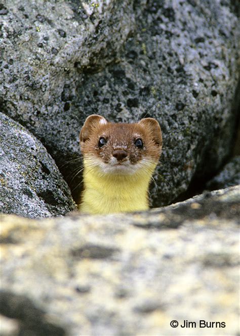 Short Tailed Weasel