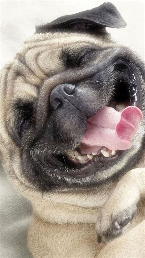 Free Download Funny Dog Laughing Funny Dog Laughing Animal Pet