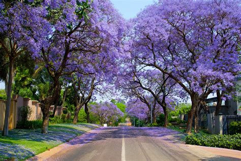 Jacaranda Allee In Pretoriaza Foto And Bild Pflanzen Pilze And Flechten