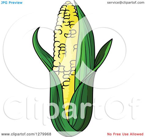 clipart-of-a-fresh-corn-on-the-cob-royalty-free-vector-illustration-by-vector-tradition-sm
