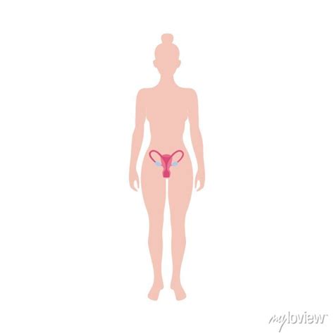 Female Reproductive Organs Infographic Flat Vector Illustration