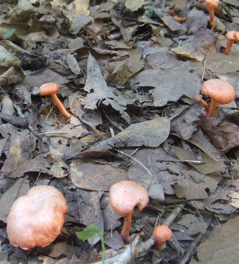 Dizzy's Wanderings & Wonderings: Wondering about front yard mushrooms.