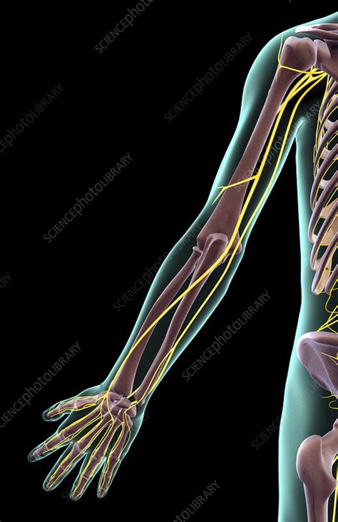 The Nerves Of The Upper Limb Stock Image F001 6667 Science Photo