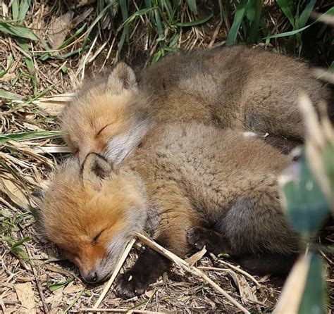 Please Follow Fox Nap Littlefox Babyfox Kit Kitten Foxlove