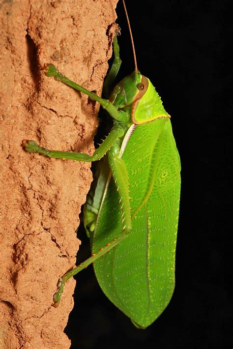 Giant False Leaf Katydid Pseudophyllus Titan Pseudophyll Flickr