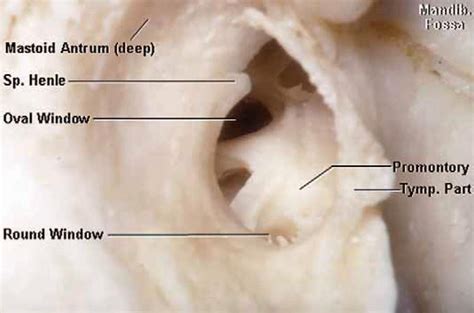 External Acoustic Auditory Meatus