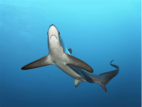Thresher Shark Alchetron The Free Social Encyclopedia