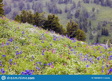 Alpine Meadow On The Mountainside Beautiful Colorful Flowers Stock