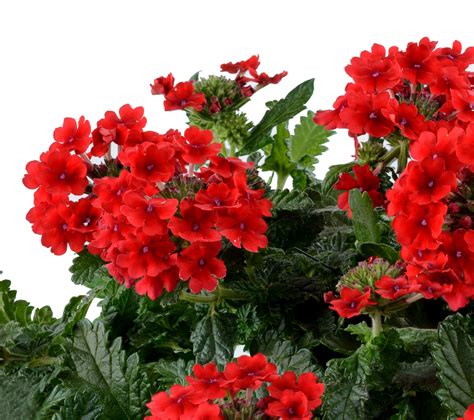 Vanessa Red Verbena Hortensis Annual Flowers Danziger