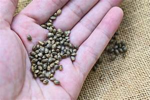 How To Identify A Female Seed Budwinners