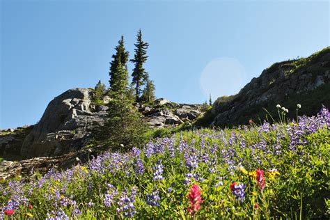 Wildflowers In Cascade Mountain Range Washington State 4752 X 3168