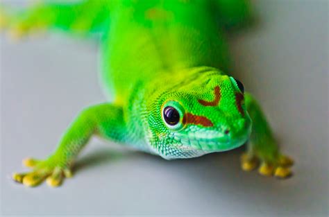 Green Reptile Gecko Hd Wallpaper Wallpaper Flare