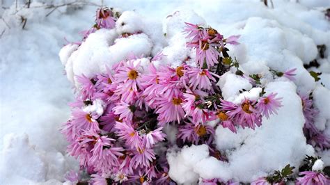 Flowers In Snow Wallpapers On Wallpaperdog