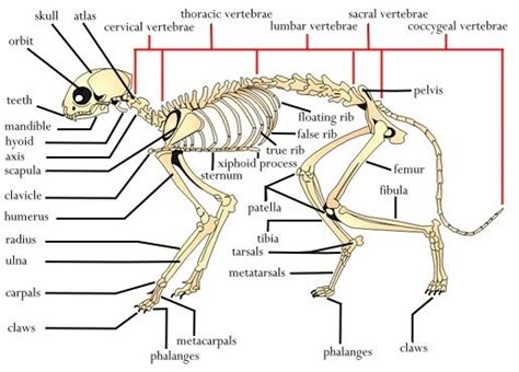 For a full list of the cat anatomy click here. Cat skeleton. Creepy right? They aren't so fluffy looking ...