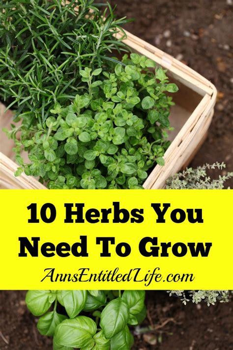10 Herbs You Need To Grow Dan330