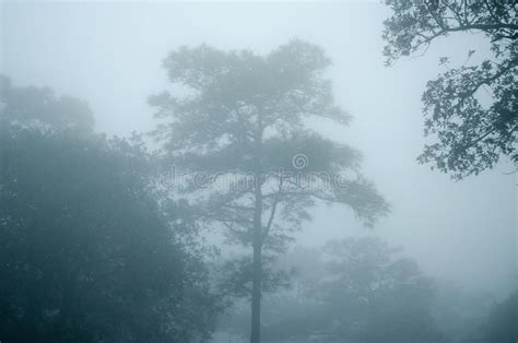 The Dark Pine Tree Forest Stock Image Image Of Natural 85765147
