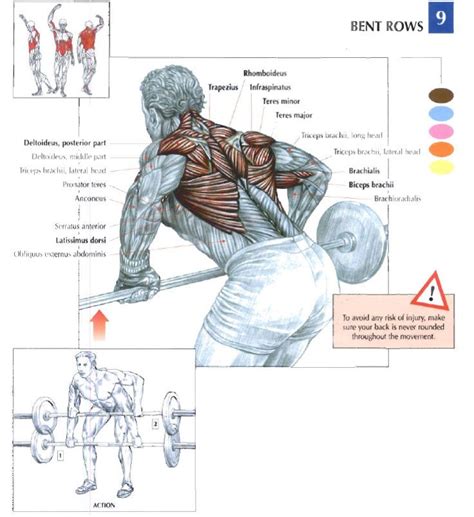 Barbell Bent Over Rows Muscle Group Illustration L I F T Pinterest