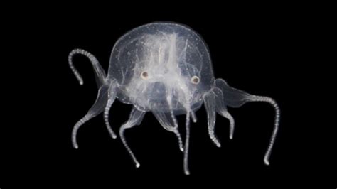 24 Eyed Monster New Box Jellyfish Species Discovered In China Nt News