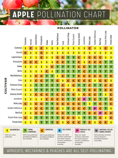 fruit tree pollination what goes with what flower power