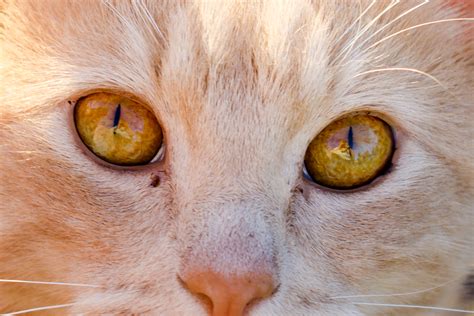 Why Do Cats Have Slit Pupils And Humans Have Round Pupils A Moment
