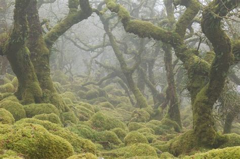Wastelandian Expressions Of Nature Dartmoor National Park Uk