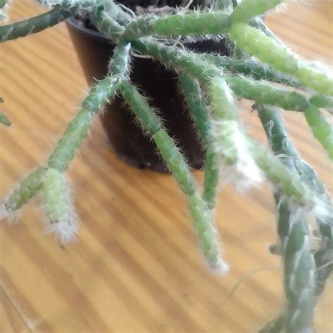 How do i proceed to propagate these sections? Rhipsalis baccifera subsp. horrida, Mouse Tail Cactus in ...