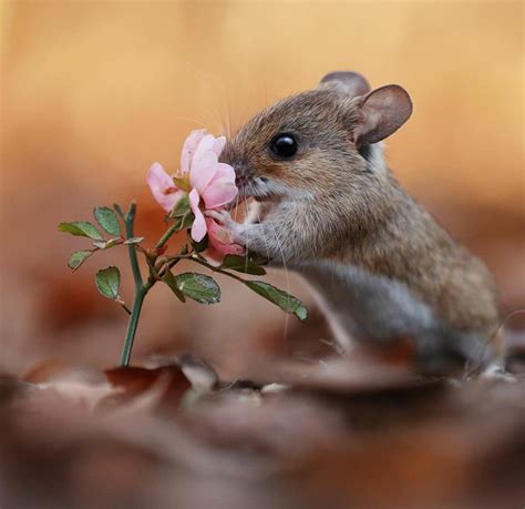 Ghim Của Darkkittees Favorites Trên Adorable Field Mice Nhiếp ảnh